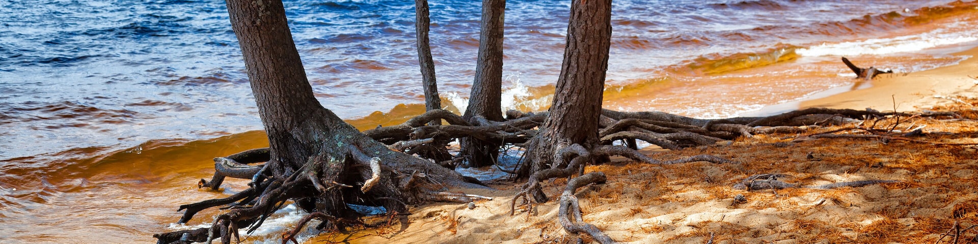 A beach with tree roots in the sand and a body of water in the background.