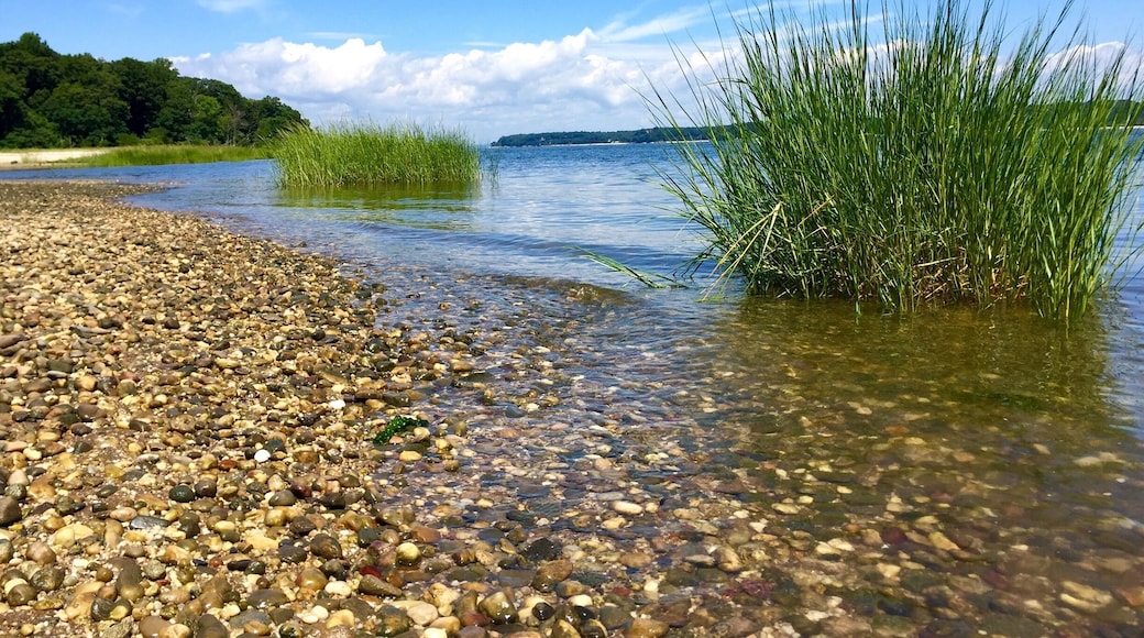 Sagamore Hill is a great place to visit for those nature lovers and history buffs. The tour of the Roosevelt house was interesting as well as a full museum on Theodore Roosevelt. This branch of the natural park service also included a nature trail that takes you to the pretty beach in the picture. Along the trail we were able to spot beautiful wild flowers many chipmunks, squirrels, deer, egrets, butterflies, crawfish, salamanders, etc.... Not one of the most majestic national parks I've been to but interesting, very pretty and a great mix of both history and nature! We spent 3.5 hours there including taking the house tour, thoroughly reading through everything in the museum and taking a stroll to the beach. It's near the cute historic town oyster bay which is a great town to stroll through and get lunch!