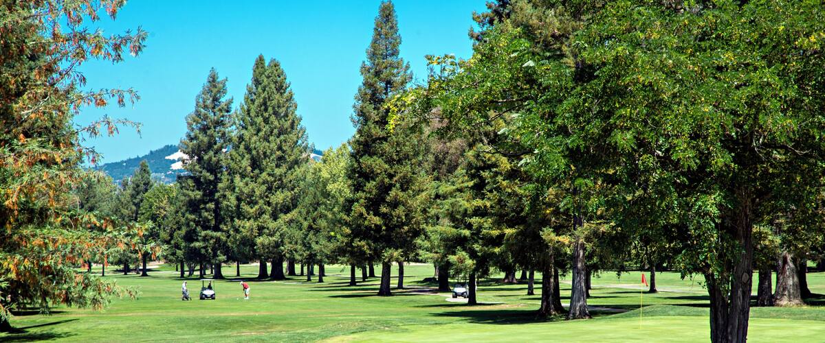 A golf course with a clear sky, green grass, and tall trees.