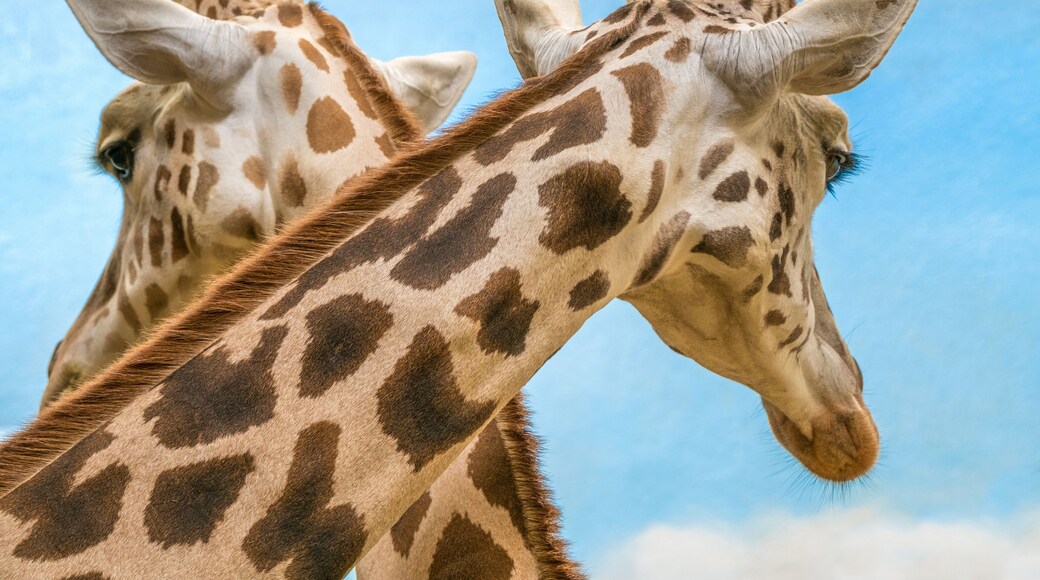 Rothschild's and reticulated giraffes