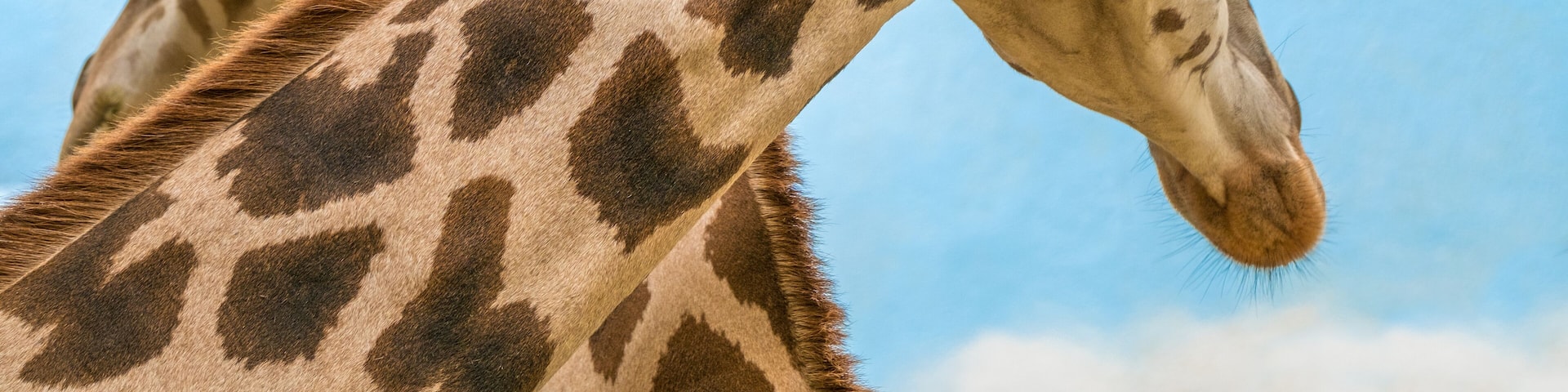 Rothschild's and reticulated giraffes