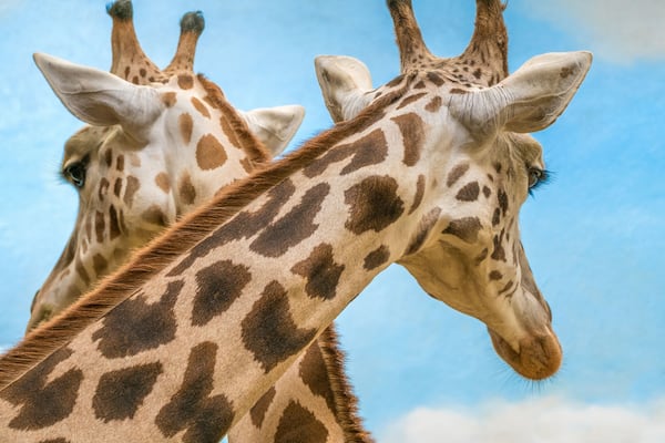 Rothschild's and reticulated giraffes