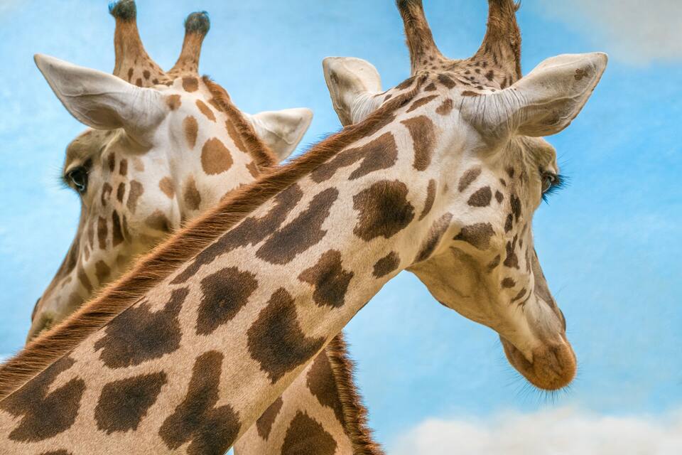 Twee giraffen met duidelijke bruin-witte patronen, voor een helderblauwe lucht.