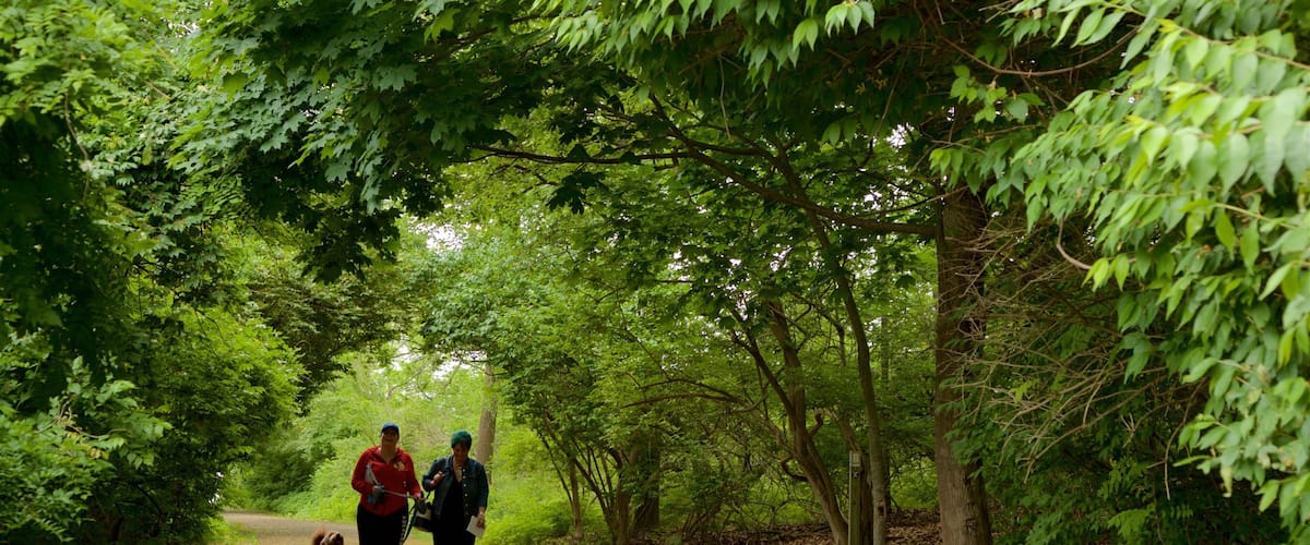 A forest path with people walking and a dog.