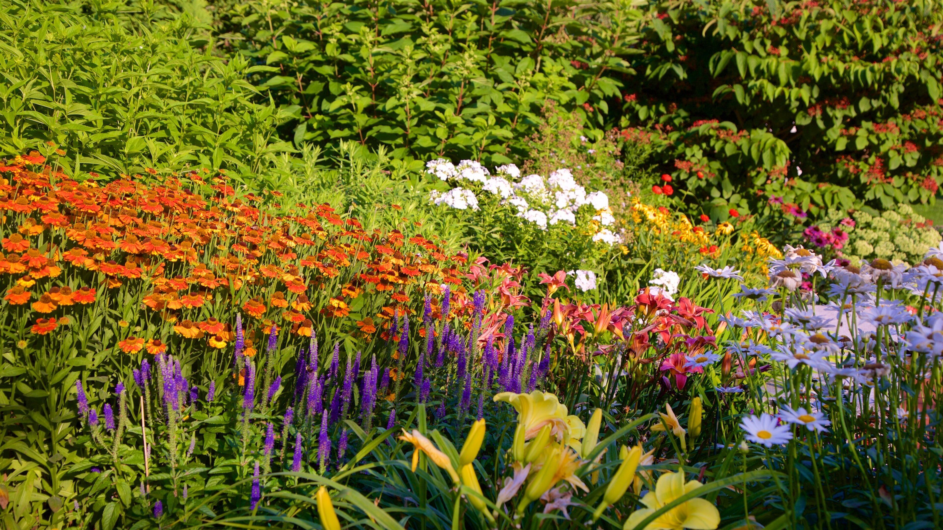 Maine Jewish Museum caratteristiche di fiori di campo