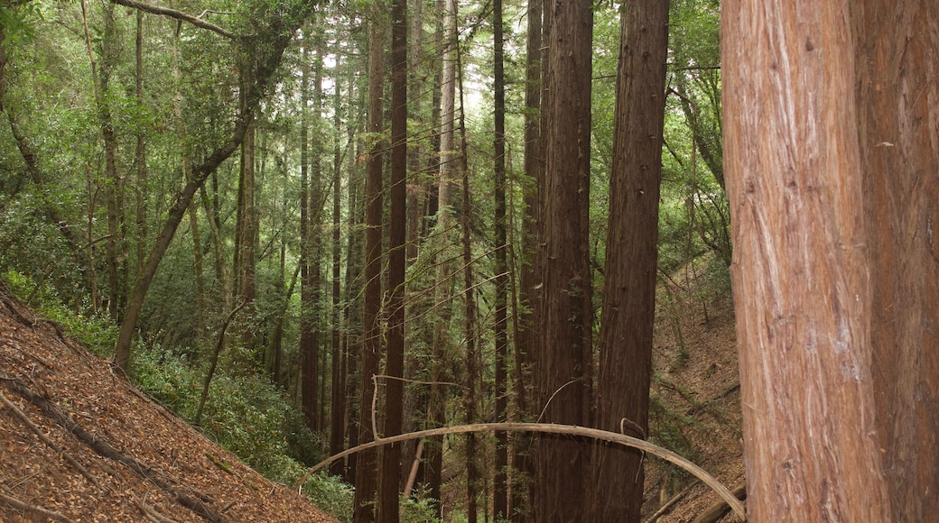 Área recreativa Austin Creek SRA