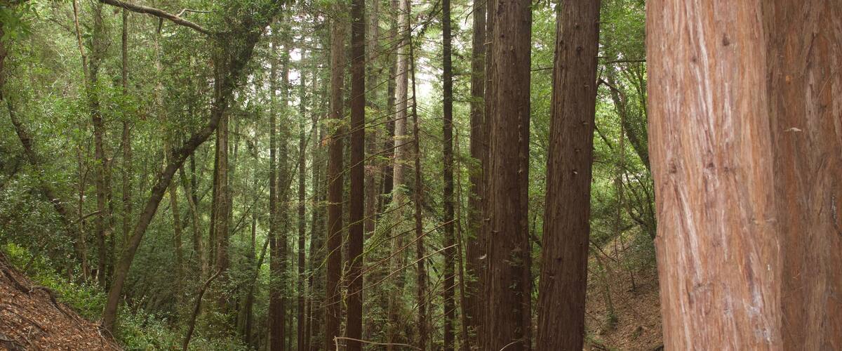A dense forest with tall trees and a fallen log.