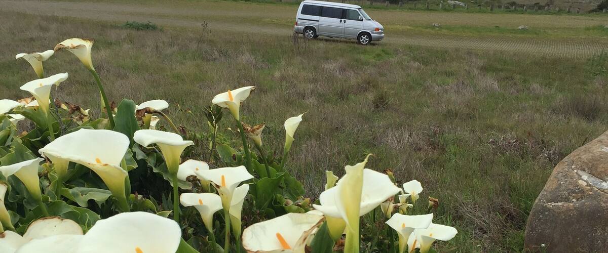 VW campervan Westfalia camping, Salt Point Campground, Northern California coast. Calla lilies were in bloom. Perfect 3 day weekend from the Bay Area. I recommend this campground but you have to make reservations months in advance..