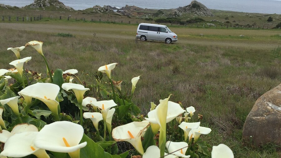 VW campervan Westfalia camping, Salt Point Campground, Northern California coast. Calla lilies were in bloom. Perfect 3 day weekend from the Bay Area. I recommend this campground but you have to make reservations months in advance..