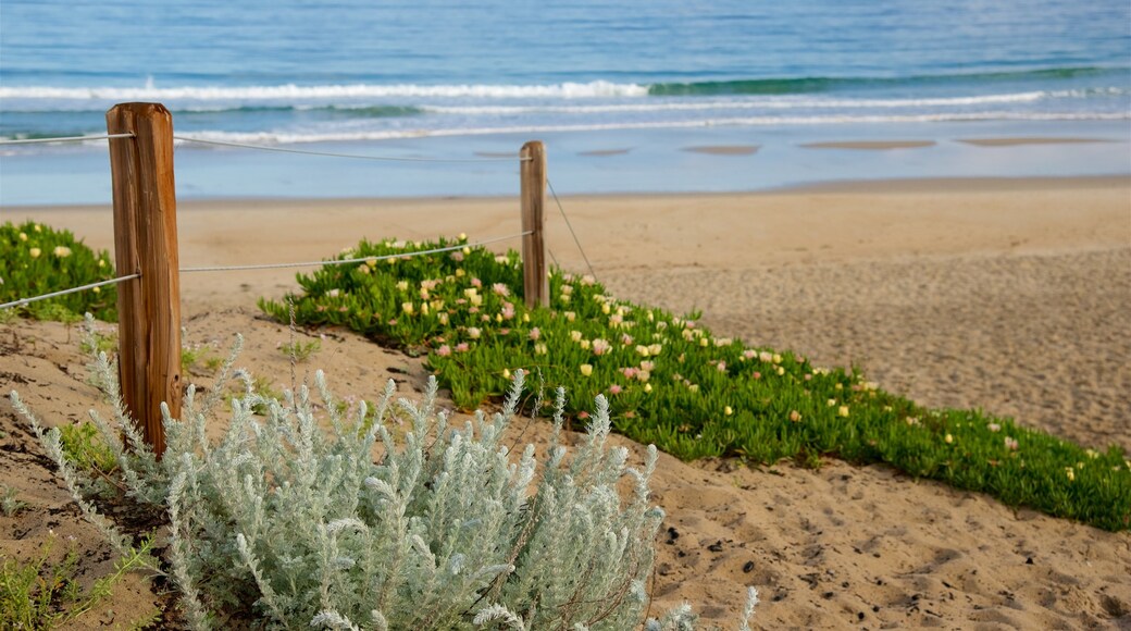 Del Monte Beach fasiliteter samt strand