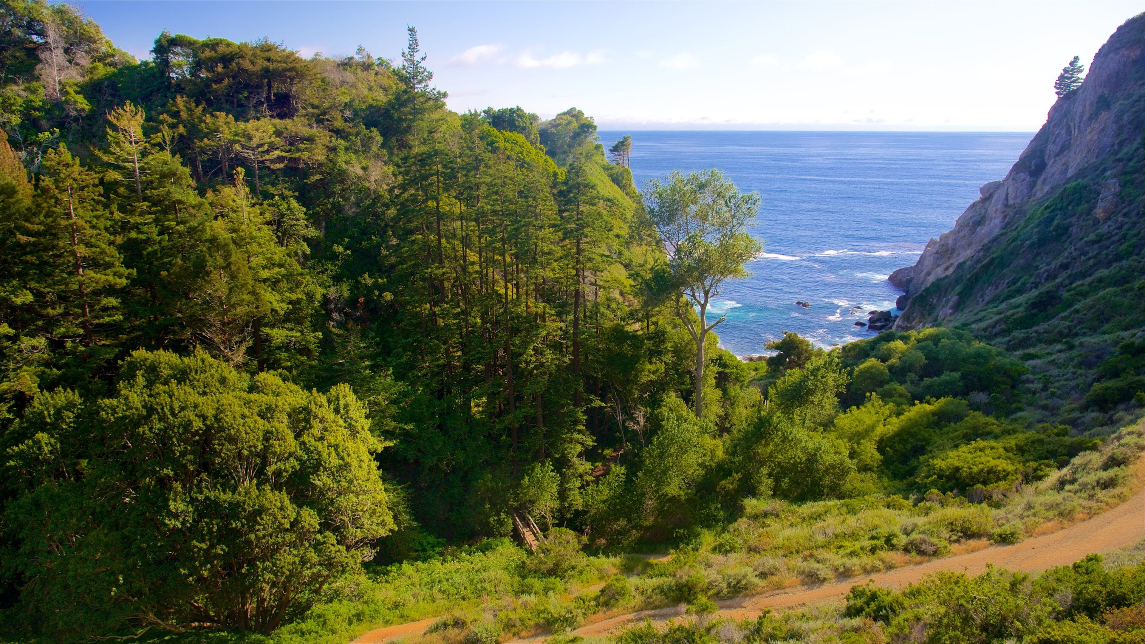 帕廷頓海灘 其中包括 森林景觀
