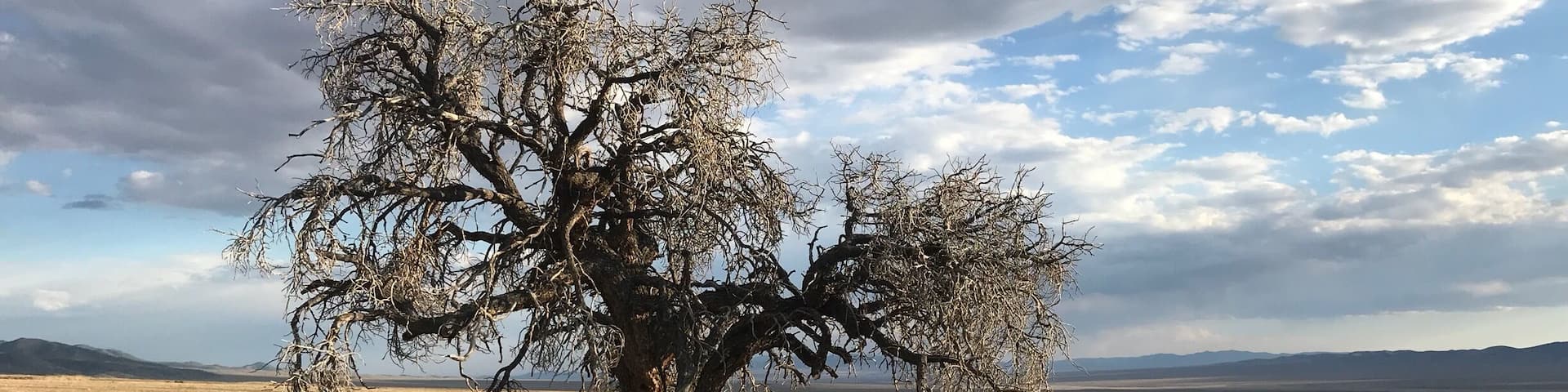 A solitary tree in a vast, open field with distant mountains under a partly cloudy sky.
