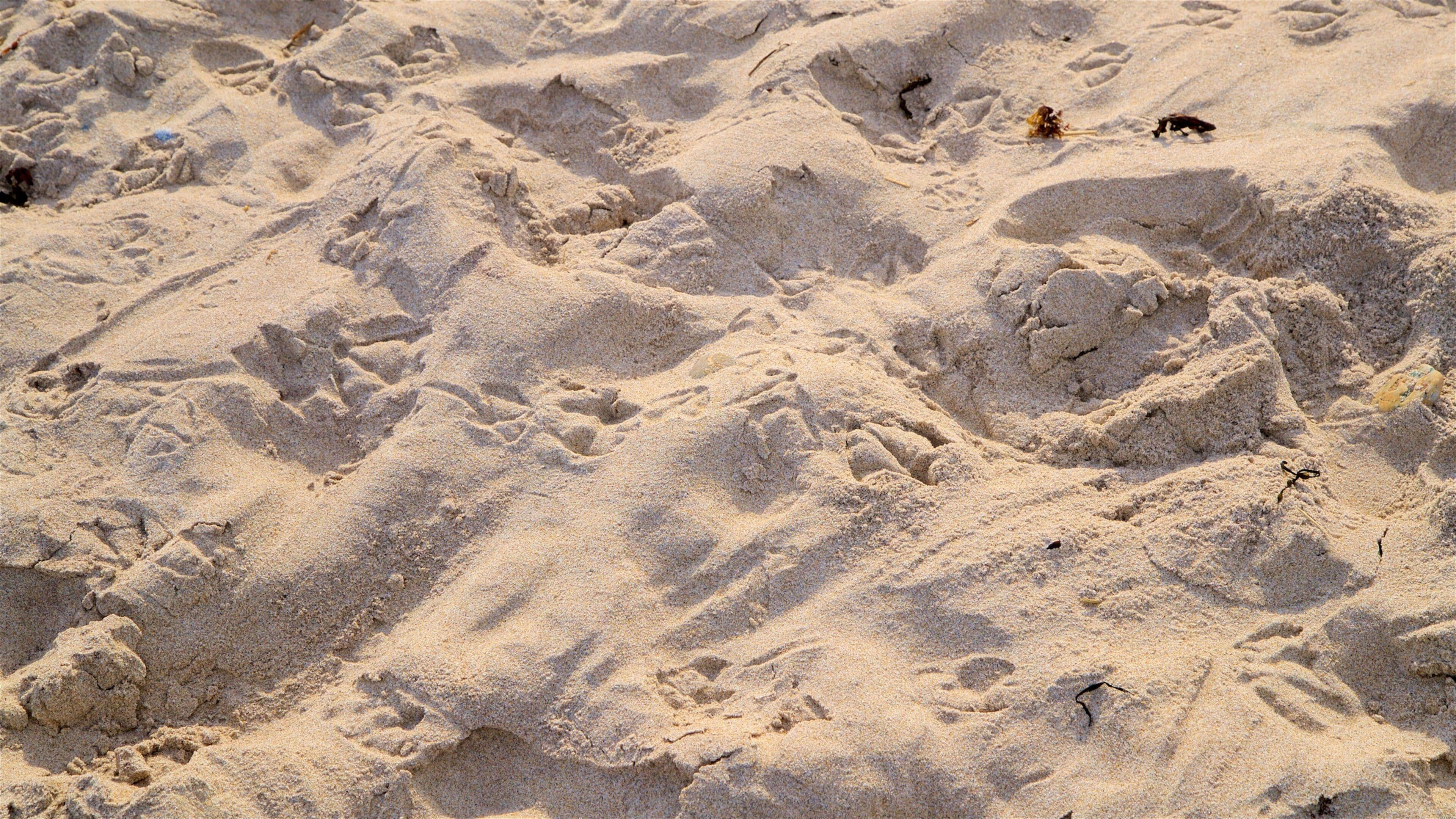 Scarborough Beach State Park which includes a beach