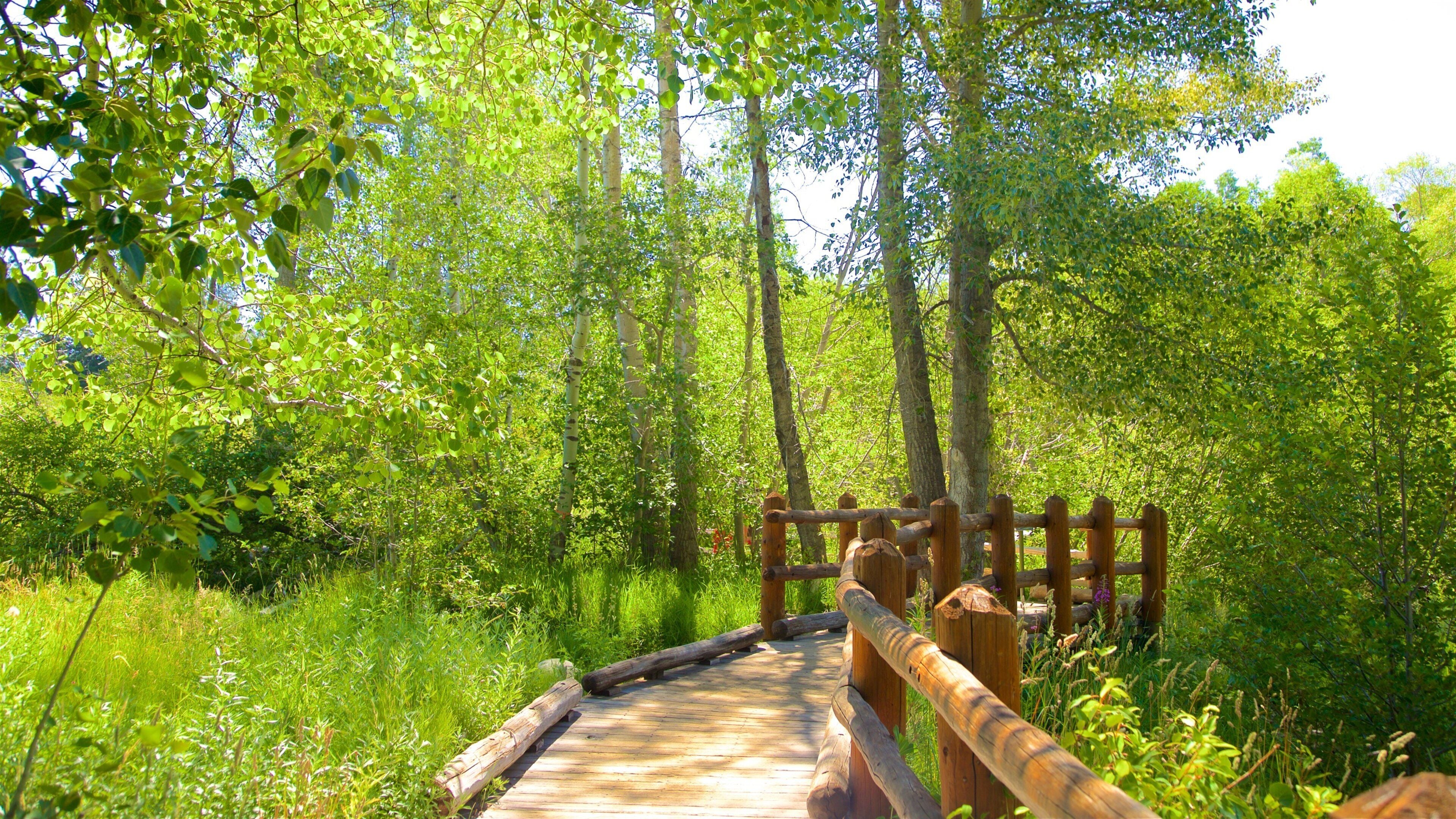 Centro de visitantes de Taylor Creek que incluye un puente y imágenes de bosques