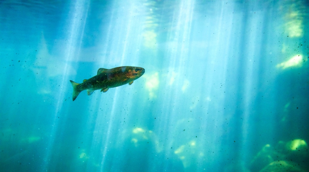 Taylor Creek Visitor Center featuring marine life