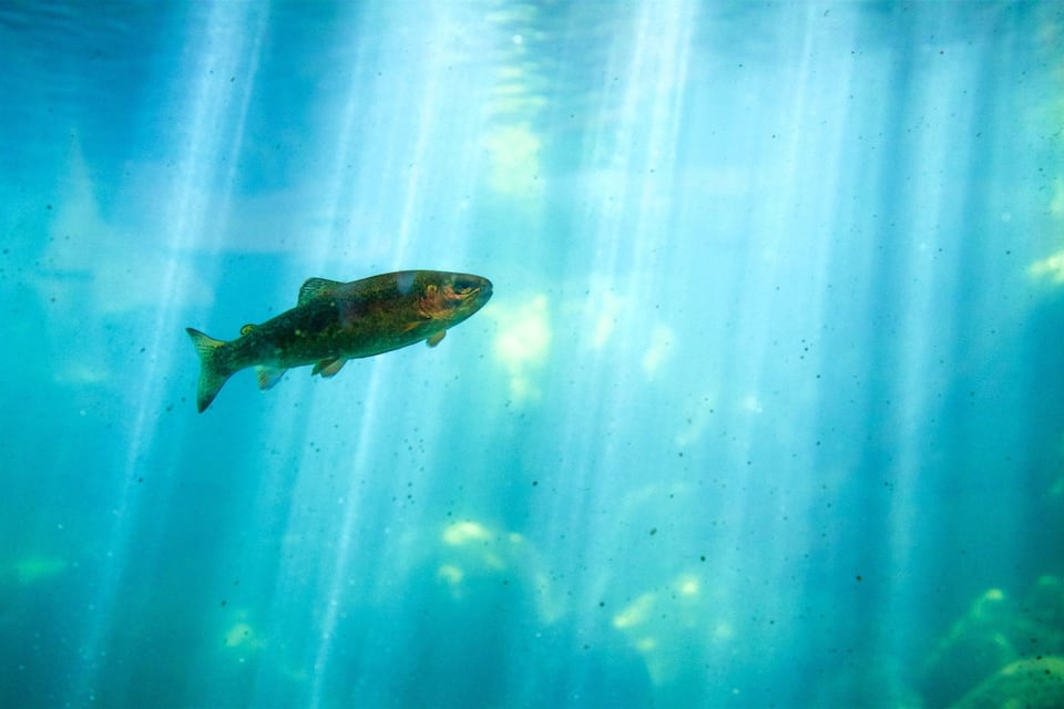 Un poisson nageant dans une eau bleue et limpide.