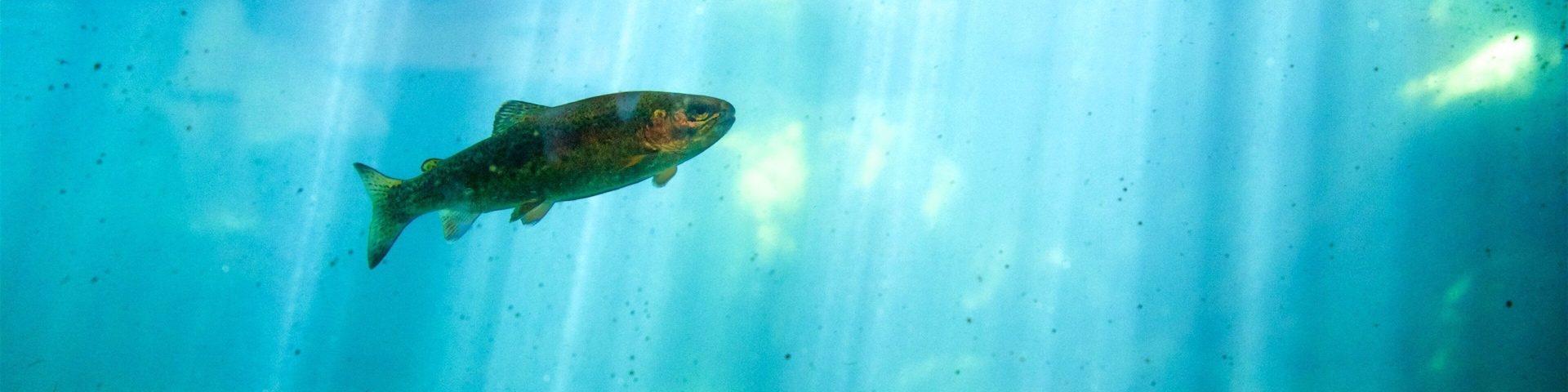 Centro de Visitantes de Taylor Creek que inclui vida marinha