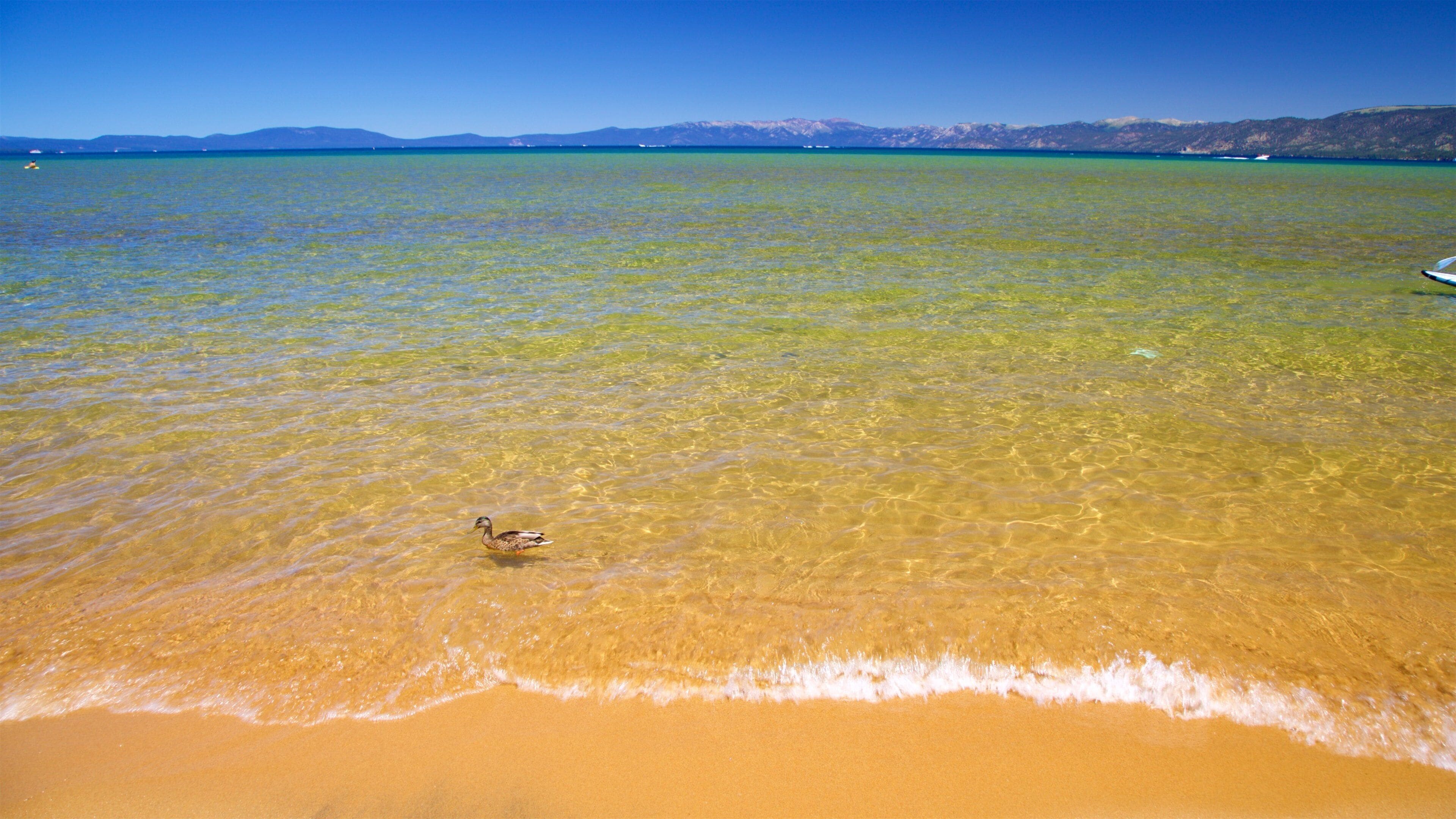 Pope Beach bevat een strand, vogels en algemene kustgezichten
