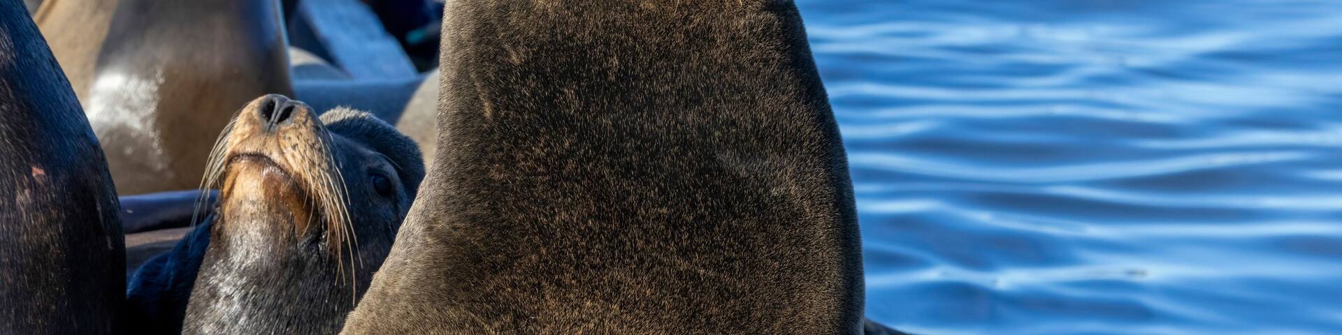 Sea Lions on a dock out at Moss Landing Harbor