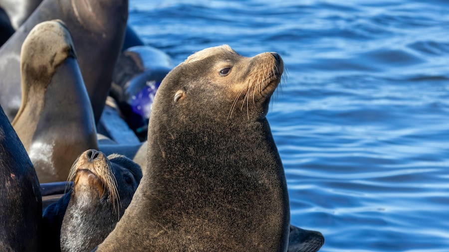 Moss Landing State Beach