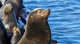 Playa estatal Moss Landing