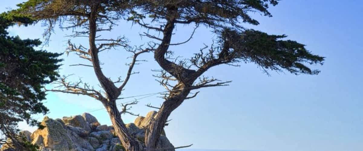 17 mile drive in pebble beach. This is a photo of the lone Cyprus. The drive is a must see if you are in the area. 
#roadtrip
#waterlust