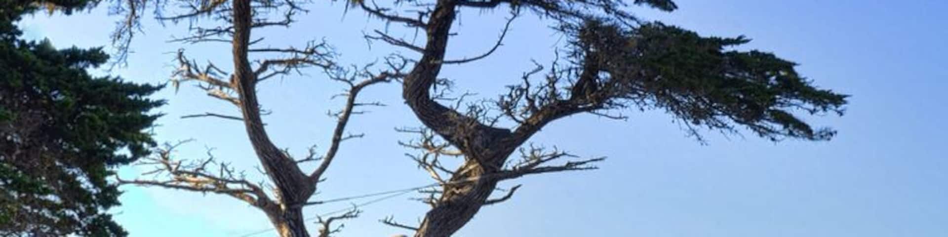 17 mile drive in pebble beach. This is a photo of the lone Cyprus. The drive is a must see if you are in the area.
#roadtrip
#waterlust