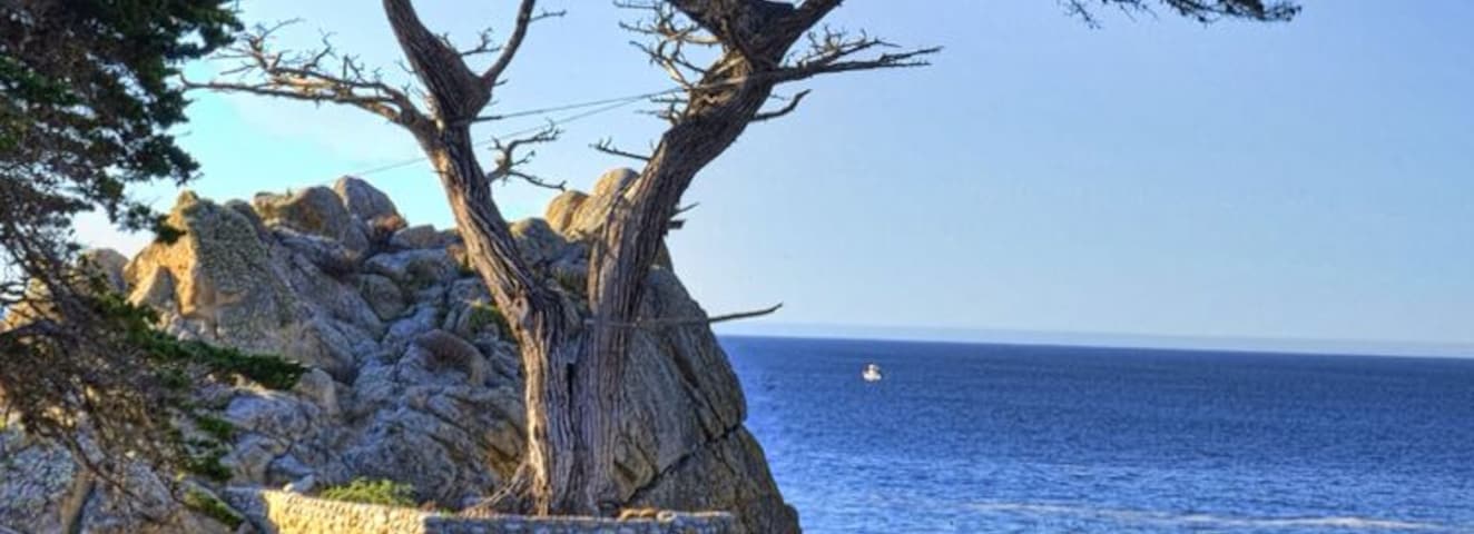 17 mile drive in pebble beach. This is a photo of the lone Cyprus. The drive is a must see if you are in the area. 
#roadtrip
#waterlust