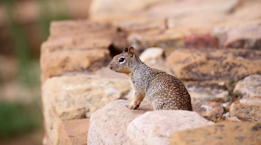 Long House som viser koselige dyr