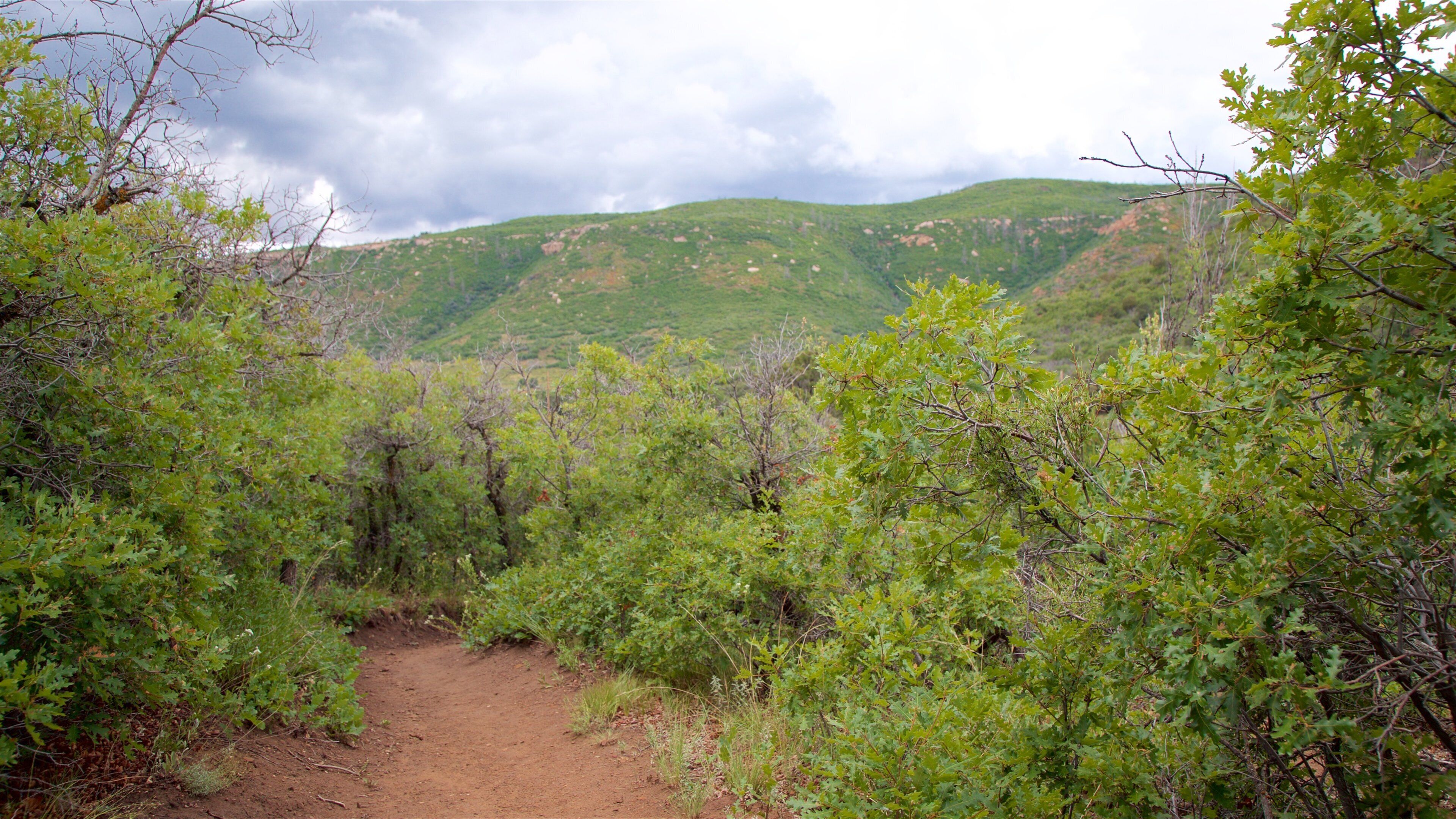 Point Lookout Trail featuring tranquil scenes