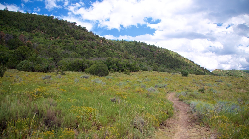 Point Lookout Trail showing tranquil scenes