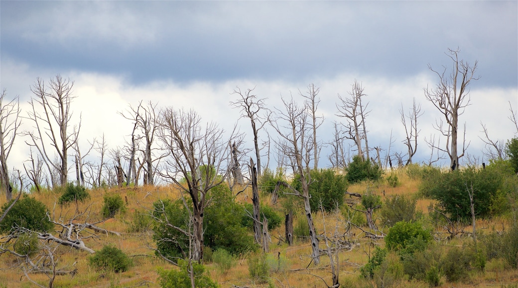 Step House Trail som inkluderer rolig landskap
