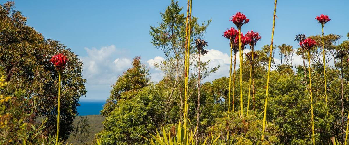 Gan Gan Hill Lookout which includes wildflowers