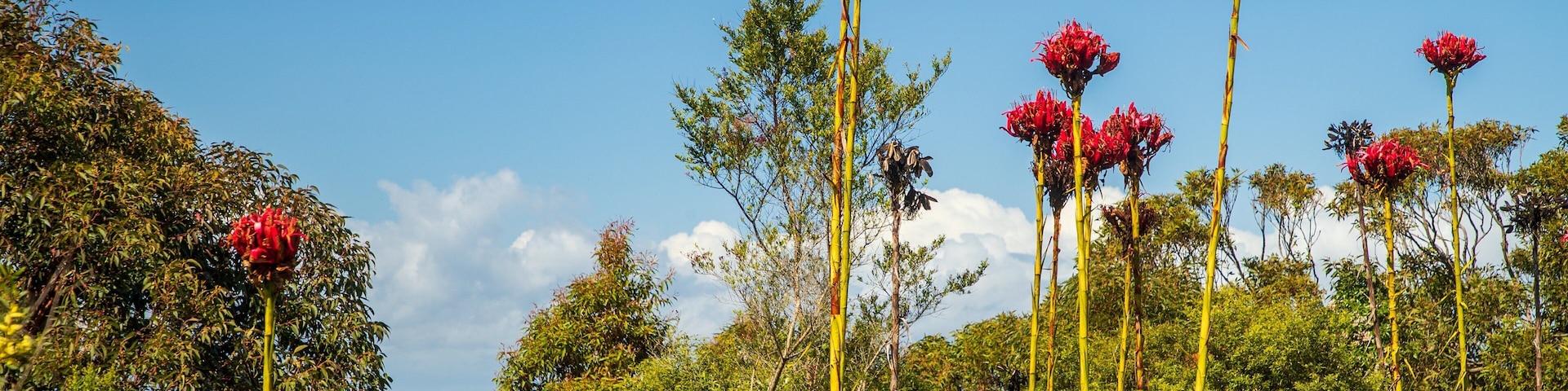 Gan Gan Hill Lookout which includes wildflowers
