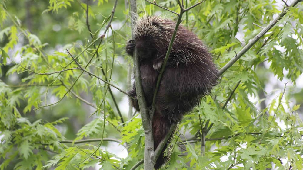 A porcupine in a tree surrounded by green foliage.