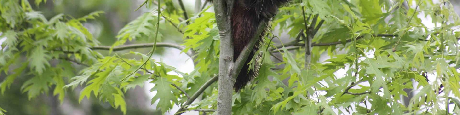 Chubby porcupine trying to find some young leaves to munch on. Taken while hiking in back country Nova Scotia, Canada.