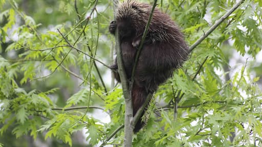 Chubby porcupine trying to find some young leaves to munch on. Taken while hiking in back country Nova Scotia, Canada.