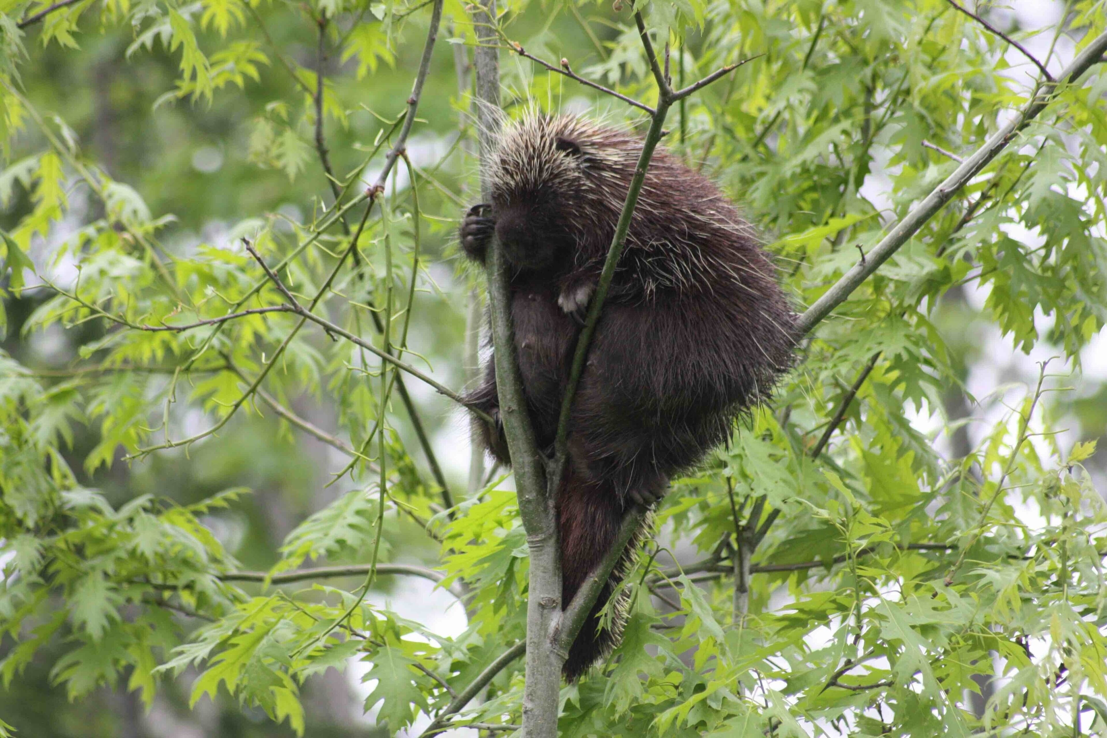 A porcupine in a tree surrounded by green foliage.