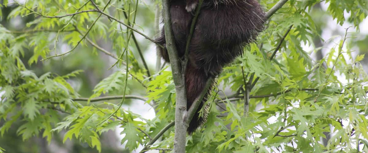 A porcupine in a tree surrounded by green foliage.