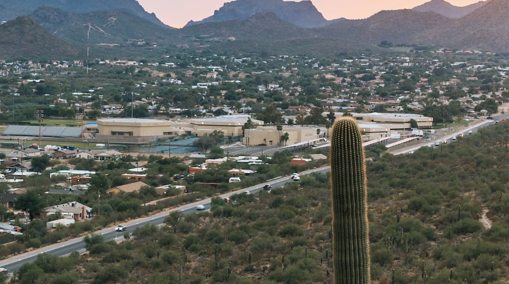 A desert landscape with a prominent cactus in the foreground, a road, and distant mountains.