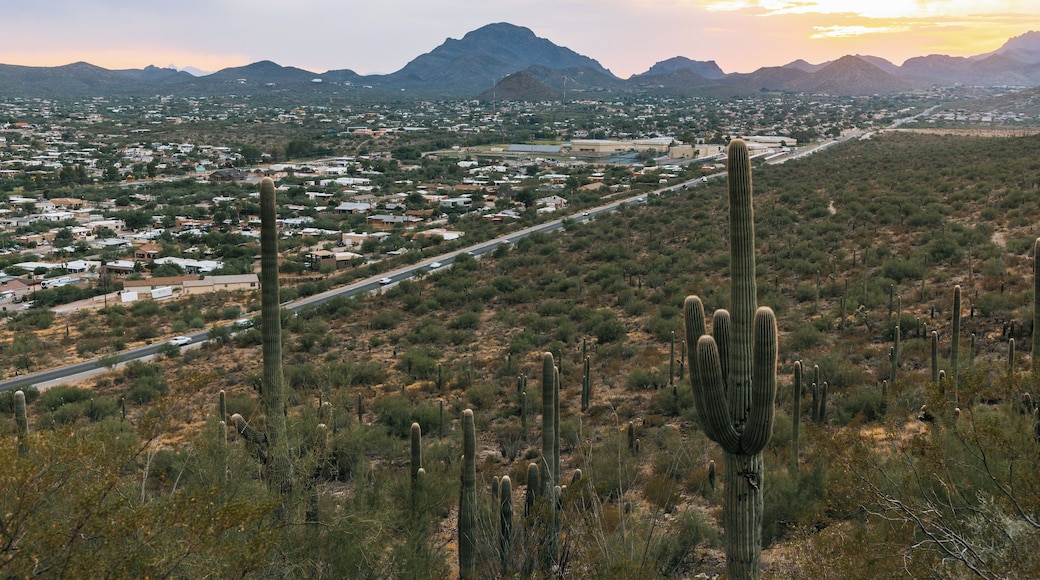 A desert landscape with a prominent cactus in the foreground, a road running through a town, and mountains in the background.