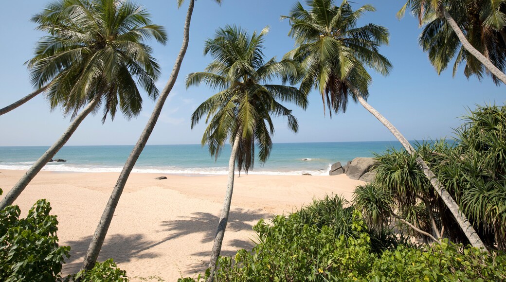 Looking through the palm trees (Arecaceae) at the sandy beach on the Indian Ocean shore of Kumu Beach; Balapitiya, Galle District, Sri Lanka