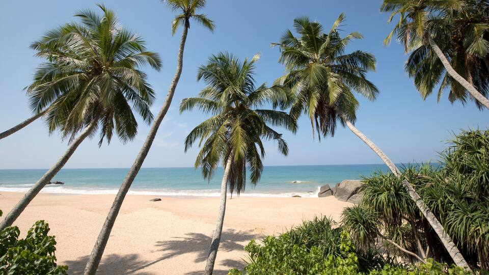Looking through the palm trees (Arecaceae) at the sandy beach on the Indian Ocean shore of Kumu Beach; Balapitiya, Galle District, Sri Lanka