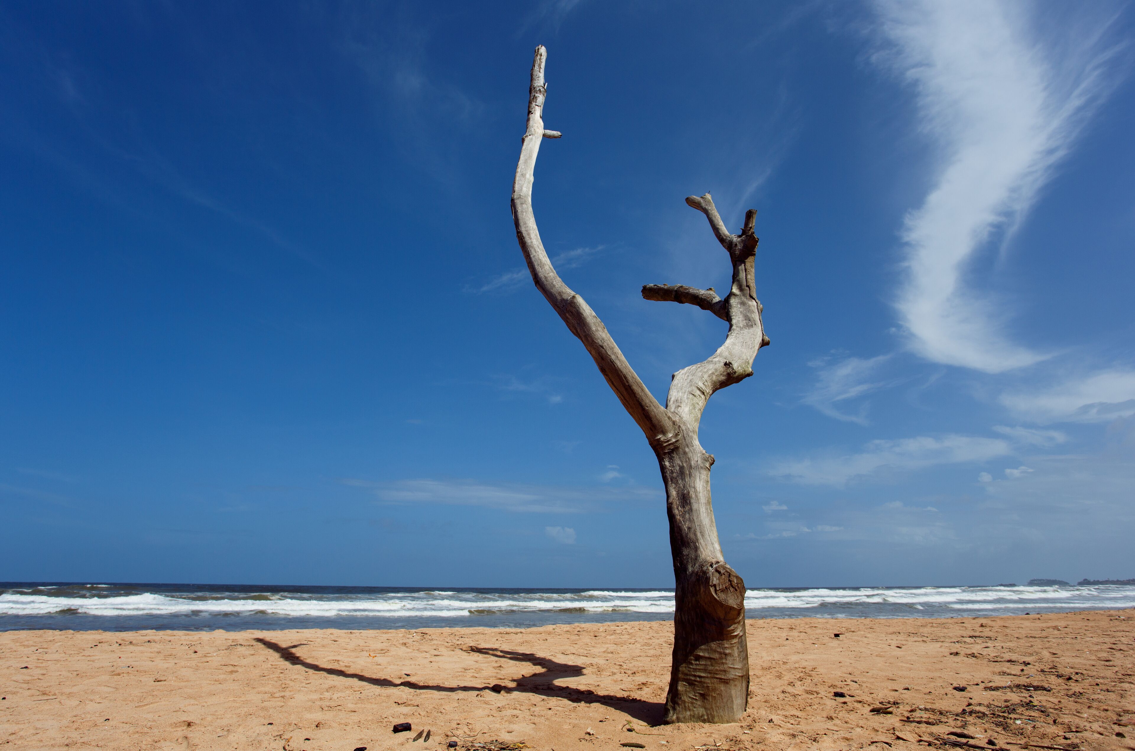 Dead tree on the beach of Balapitiya. Untouched tropical beach.