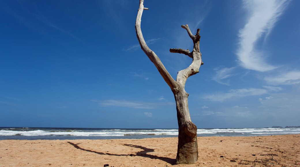 Dead tree on the beach of Balapitiya. Untouched tropical beach.