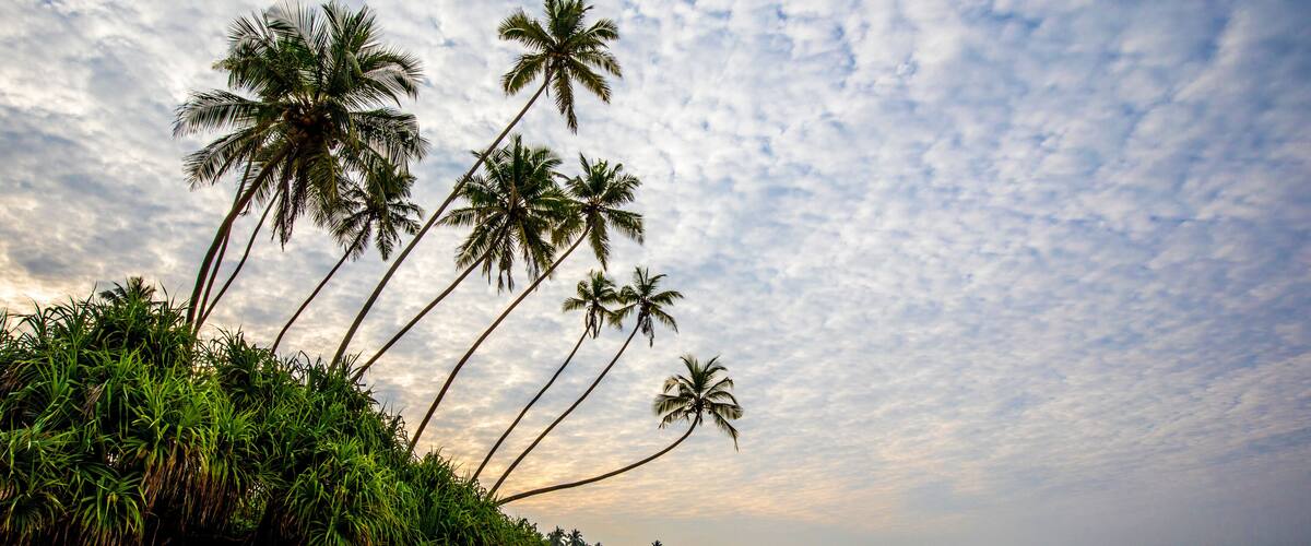Palm trees (Arecaceae) rocks and sand on the Indian Ocean shore of Kumu Beach; Balapitiya, Galle District, Sri Lanka