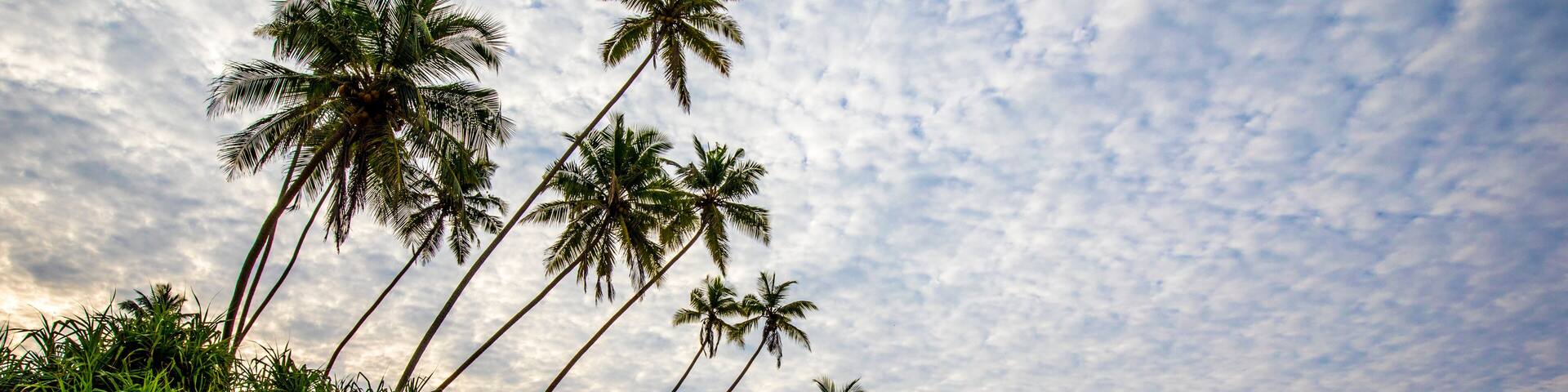 Palm trees (Arecaceae) rocks and sand on the Indian Ocean shore of Kumu Beach; Balapitiya, Galle District, Sri Lanka