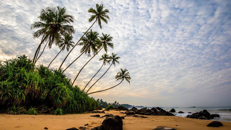 Palm trees (Arecaceae) rocks and sand on the Indian Ocean shore of Kumu Beach; Balapitiya, Galle District, Sri Lanka