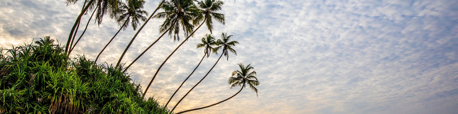 Palm trees (Arecaceae) rocks and sand on the Indian Ocean shore of Kumu Beach; Balapitiya, Galle District, Sri Lanka