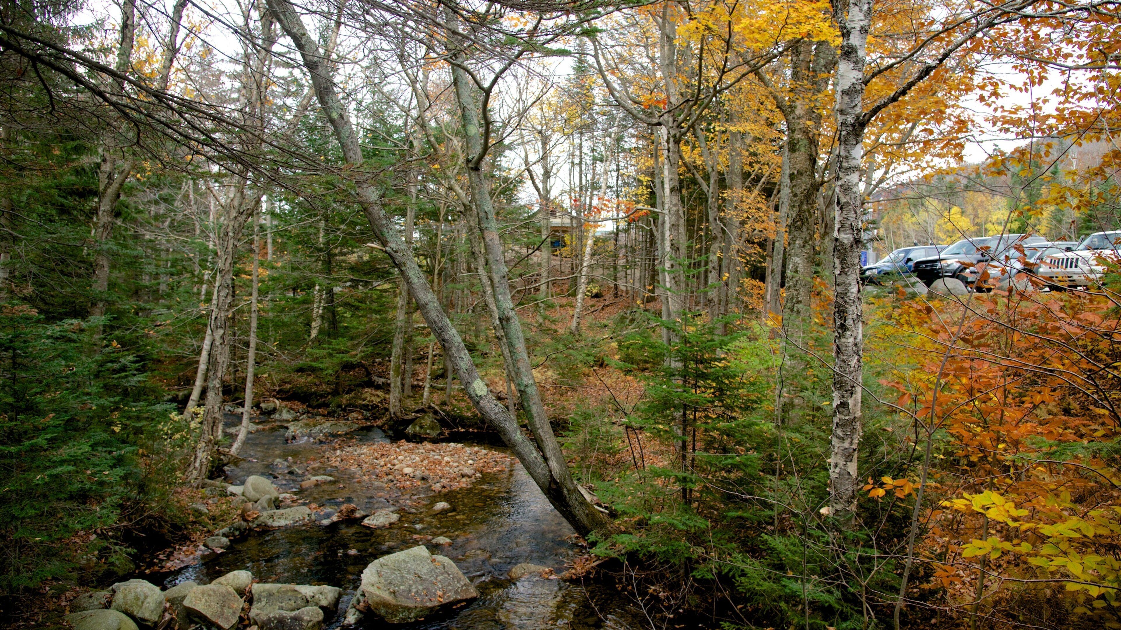 Lost River Gorge and Boulder Caves som inkluderar skogar och en å eller flod